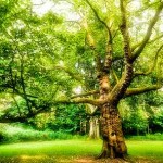 magical tree