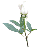 Img11.png